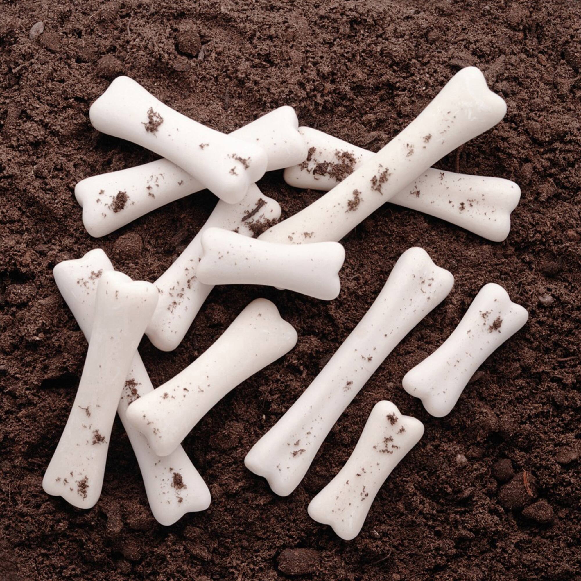 Yellow Door Dinosaur Bones Discovery Set